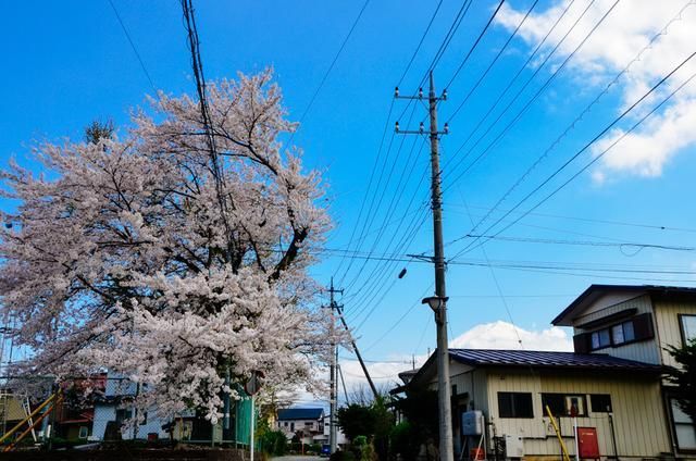 久久久久久精品免费免费wei