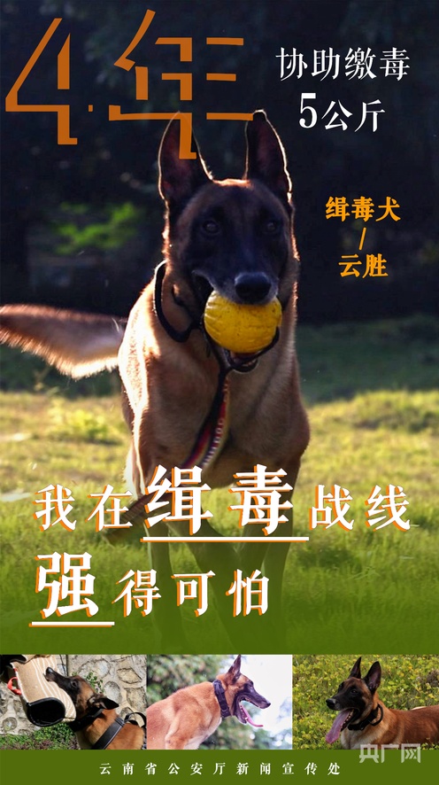 紫灵3d同人动漫在线观看 舞蹈视频或剧情小片段