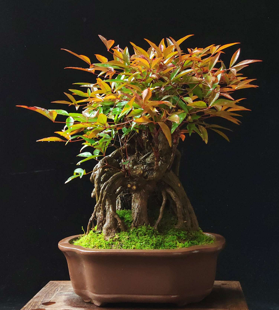 梨形 梨形碧昂丝都是梨形典型例子