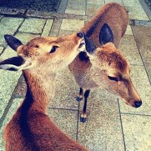 啄木鸟avec 啄木音乐人或歌曲名