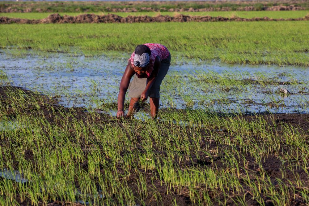 51吃瓜老虎菜全集
