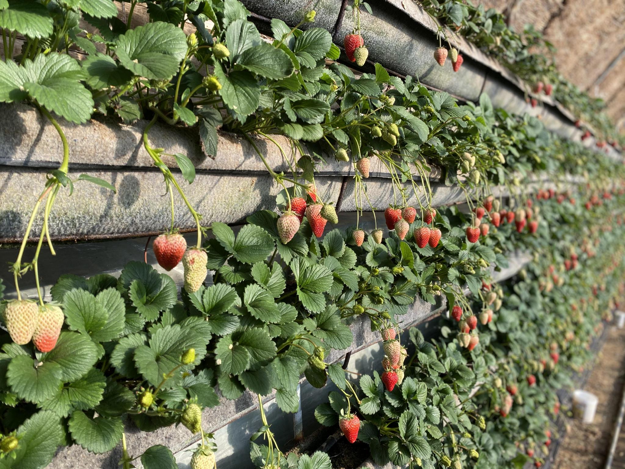 啄木鸟系列经典 鸟系形式和受众截然不同