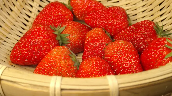 猫咪社区官方在线入口