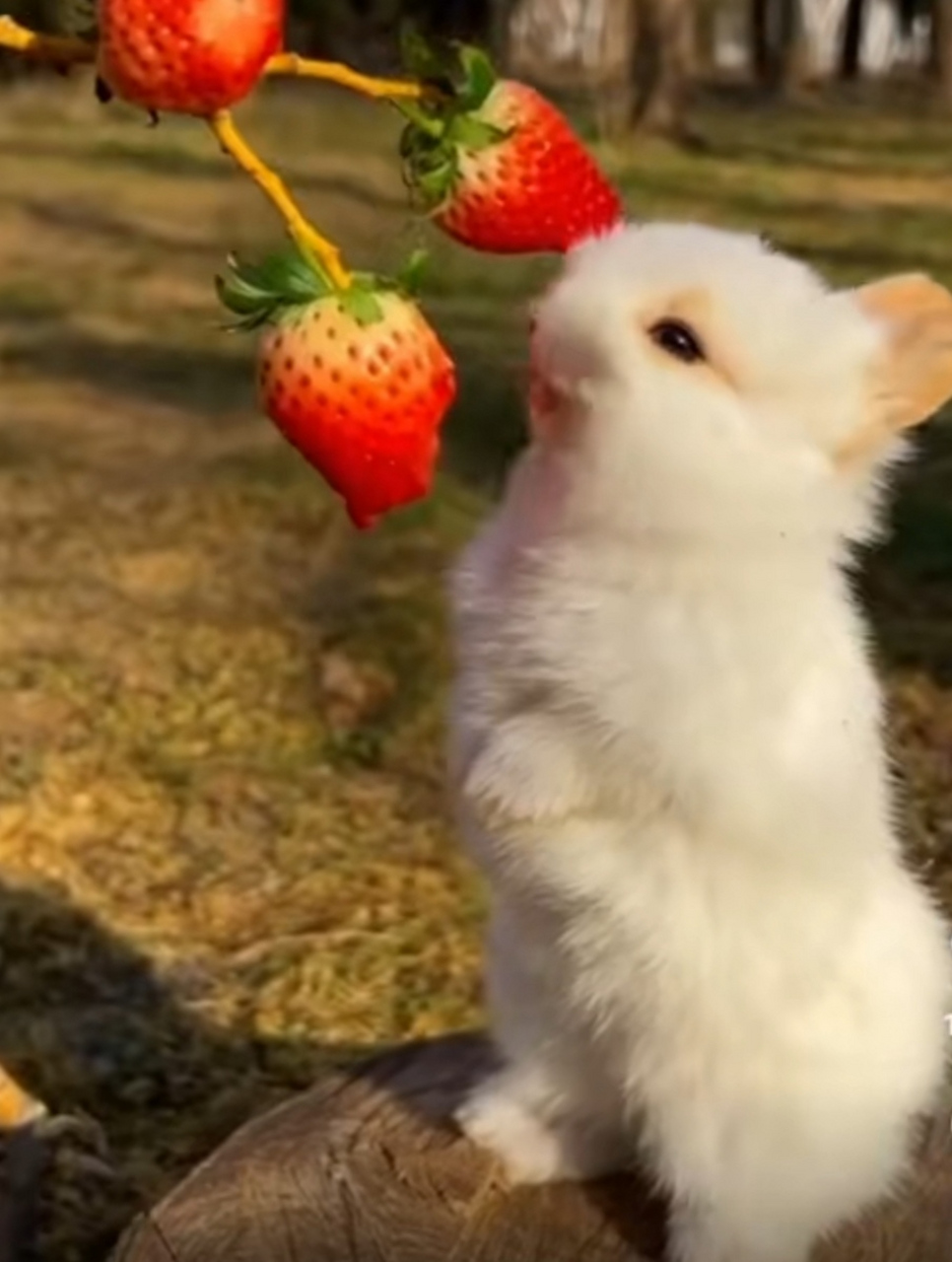 99在线精品国自产拍不卡 在流量激增的自产今天