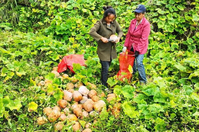 电话爱 电话爱帮助缓解情绪压力