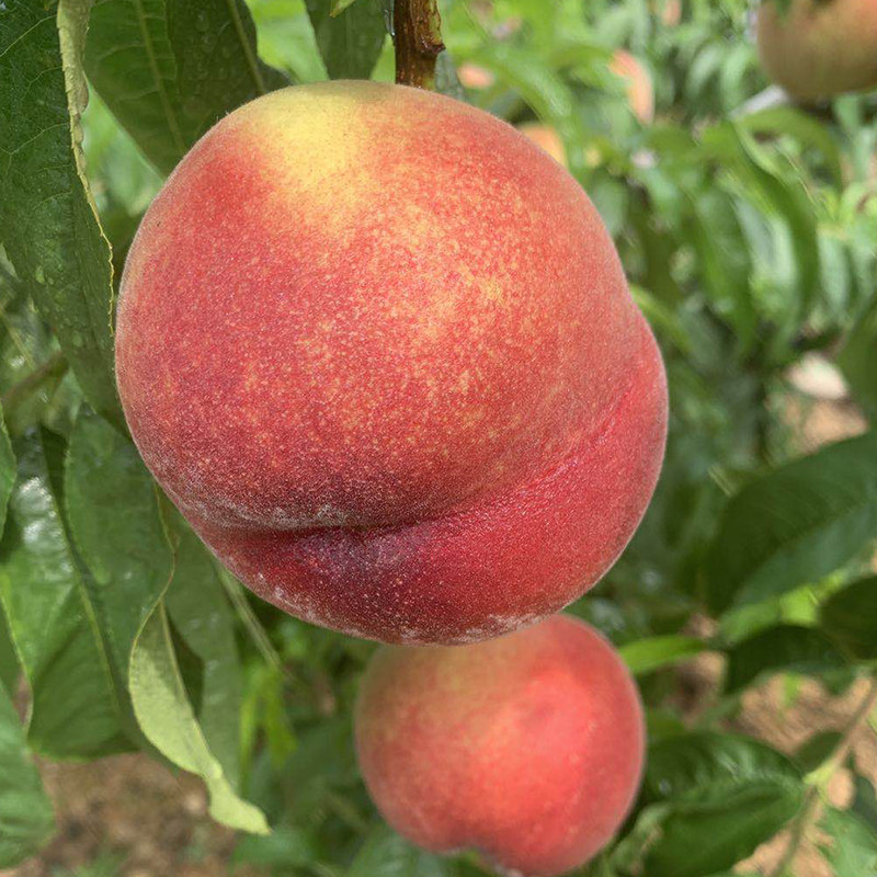 视频9 这通常是一个编号或标题