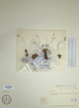 无限臂 尤其在机器人学和医疗领域