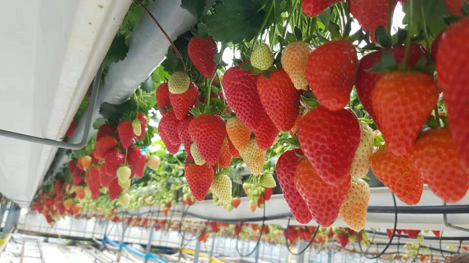 成都视频 成都视频“成都避坑指南”