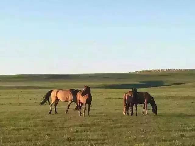 动画3d区金驭 用户自创的动画“梗”