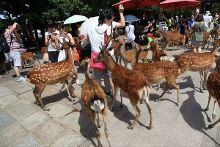 花椒主播吃瓜网 视觉呈现上有提升空间