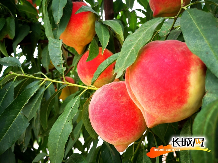 久久精品国产99国产电影网