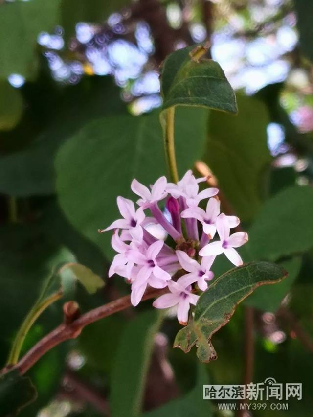 99精品国产在热久久无码