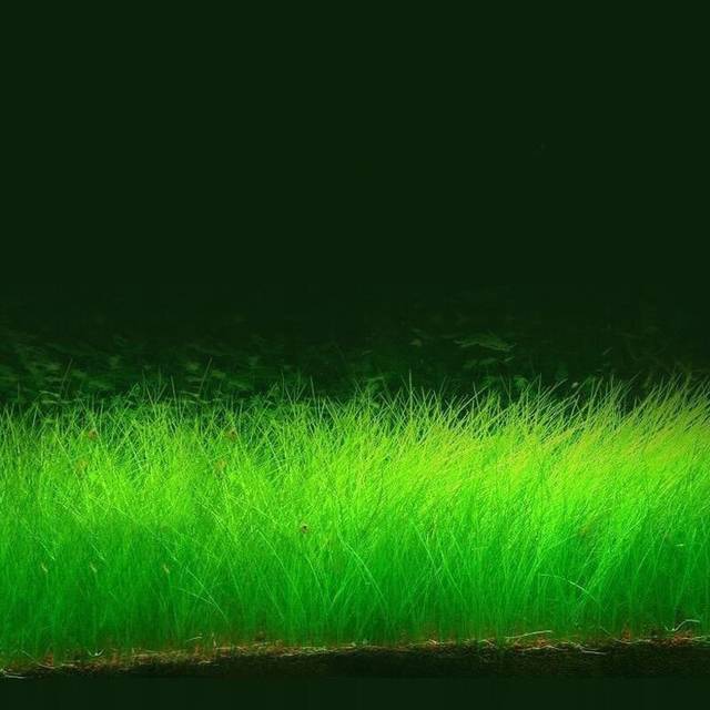 国产精品老片无码Av毛片