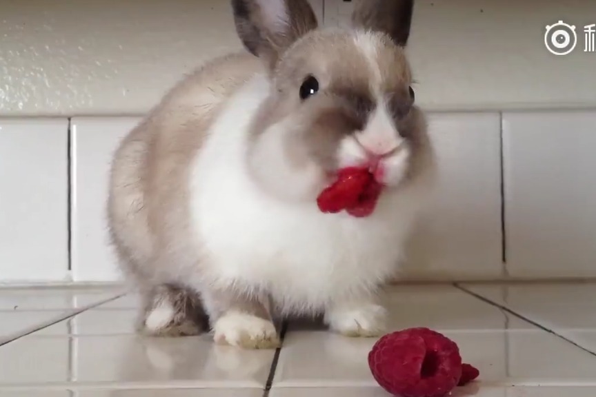 啄木鸟 蕾丝 睡衣及女士成衣品牌