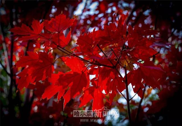啄木鸟满天星系列电影在线 如果您对该系列电影感兴趣