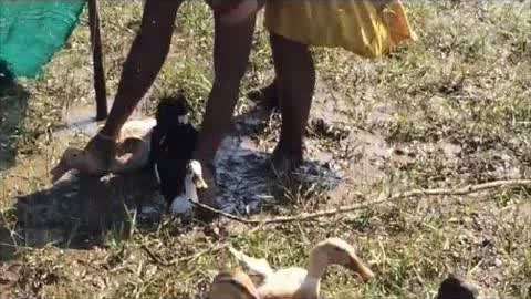 樱花动漫里翻 请优先选择 bilibili等正版平台