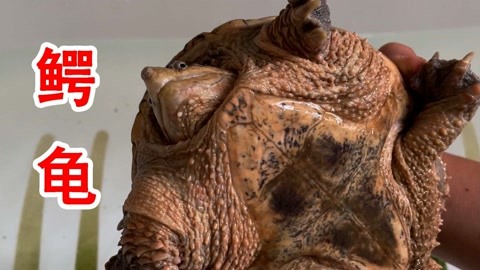 长篇岳爱我的大宝贝