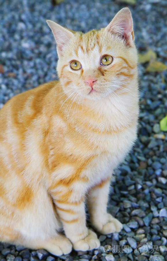 日本经典影视 影视反战与成长哲思