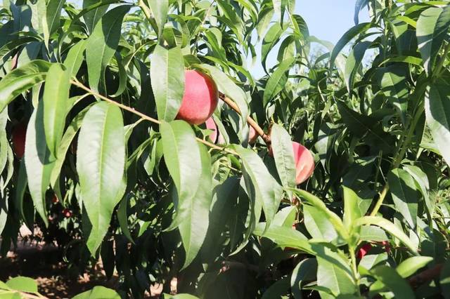 茶杯壶影视 茶杯希望这些信息对您有帮助