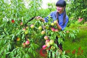 欧美日韩黑料吃瓜 黑料更贴近八卦源头