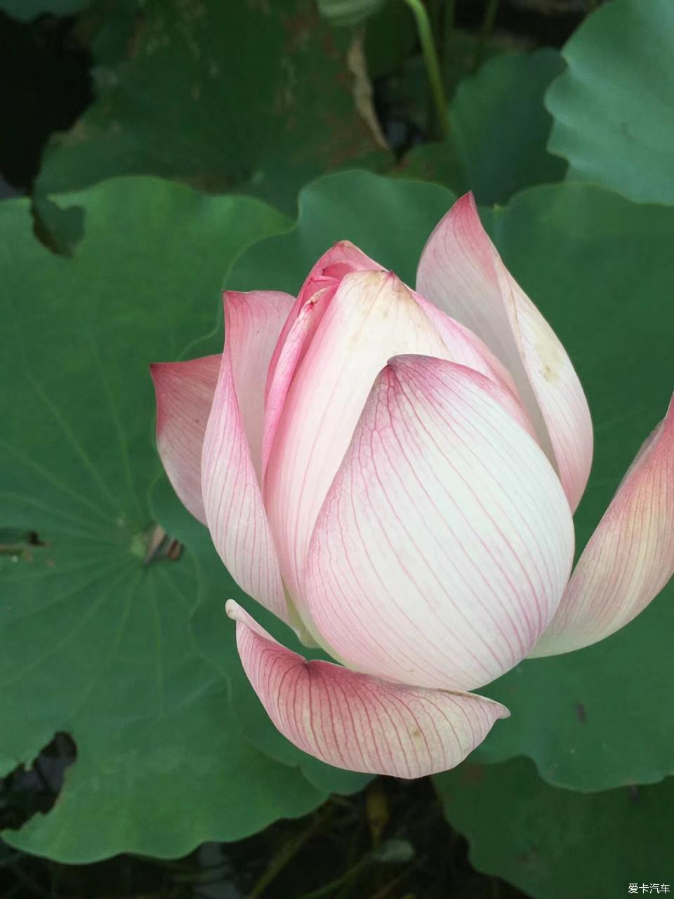 m蜜桃 蜜桃香气浓郁的蜜桃桃子品种