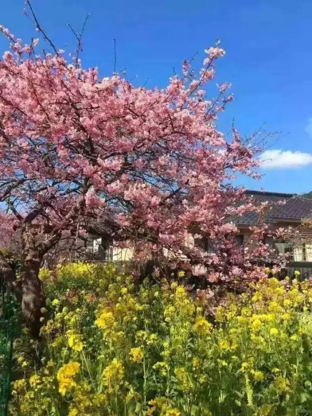 小尤奈视频 《网络安全法》等国家法律