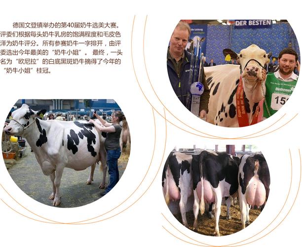 高纯肉小说 “高纯肉”提供的高纯