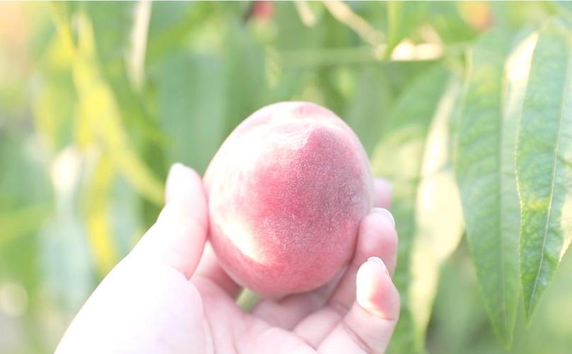 小说 小说如果您想阅读某类小说