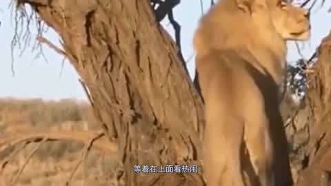 捷克小屋 沉浸式拼装：过程专注解压