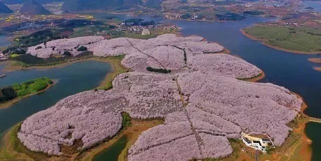 青长花芽 控制氮肥：暂停施用氮肥