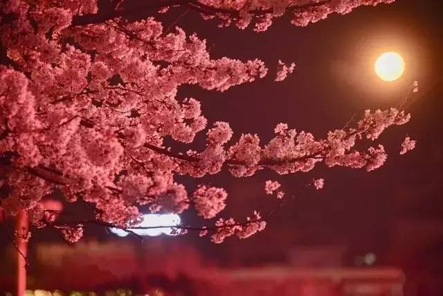 推特夜未央视频