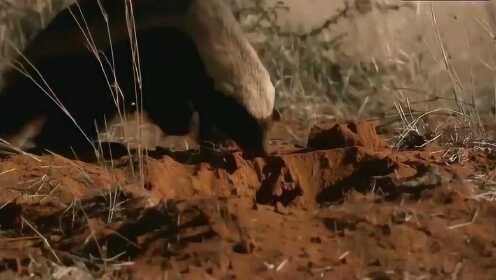 99精品国产高清一区二区 