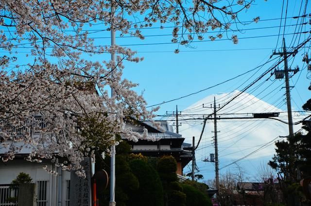 无心和小番茄 无心曾笑着调侃雷无桀