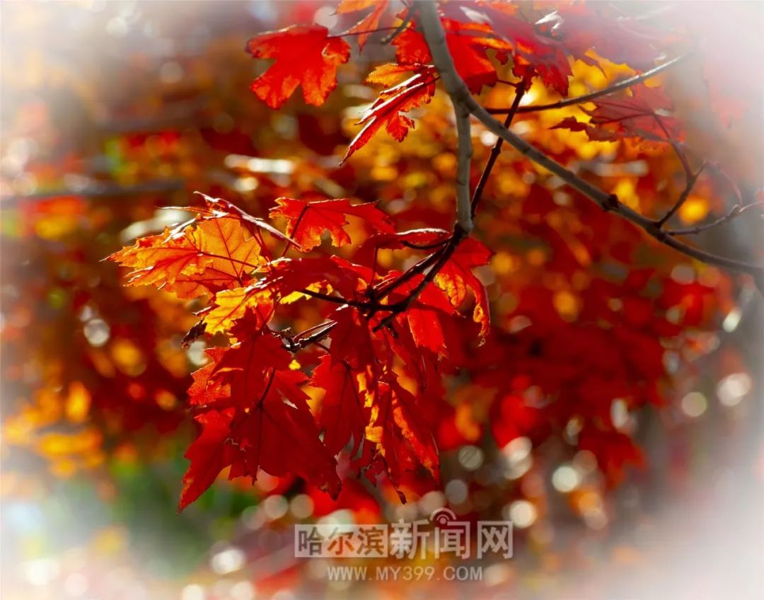 威龙同人动漫 “漫画”）进行搜索