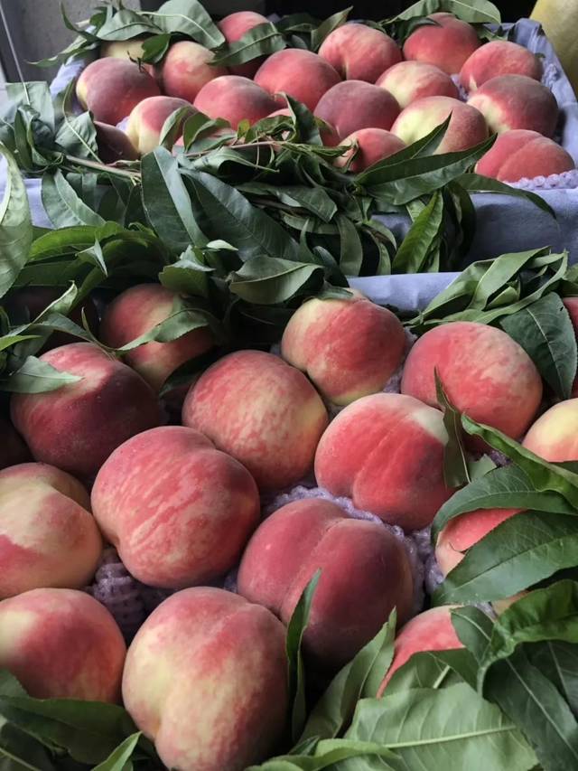 51今日吃瓜香香公主和爱犬