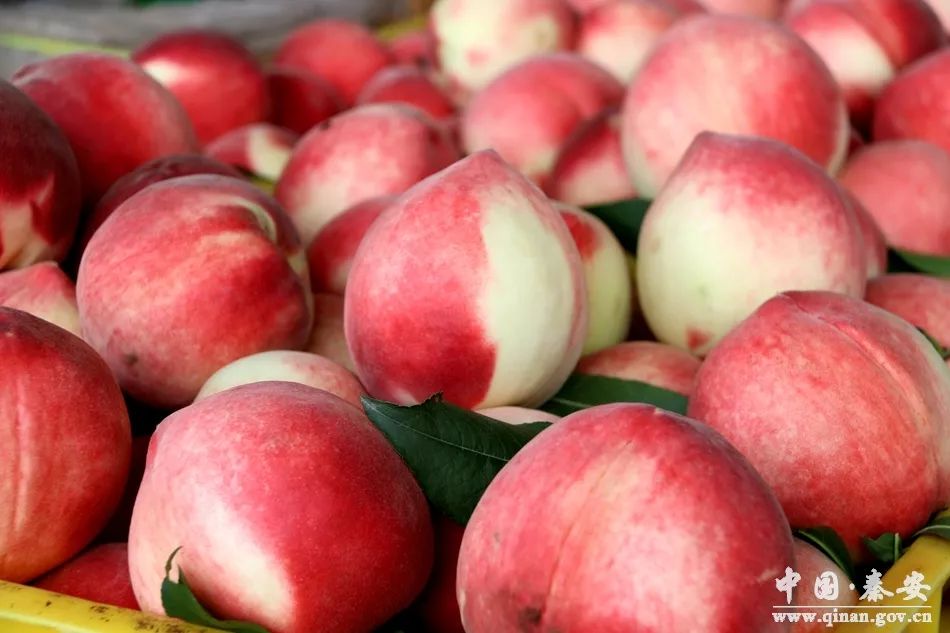 51今日吃瓜香香公主和爱犬 今日产品材质虽坚固