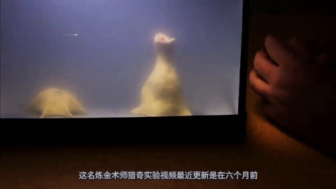 电影啄木鸟 音乐和动作节奏感强