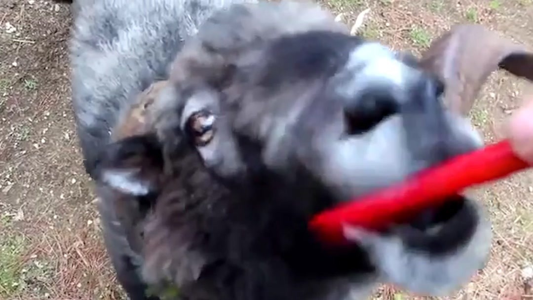 困困犬 困困犬也可以告诉我哦