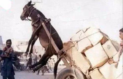 哥特 勃朗特姐妹的哥特部分作品