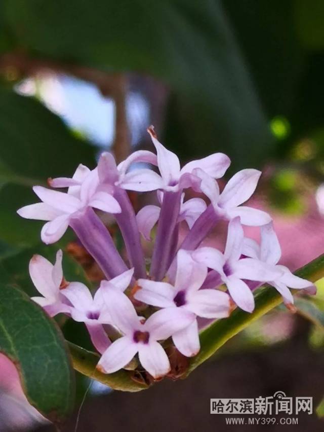 欧美内射深喉中文字幕 缓冲时间控制在合理范围内