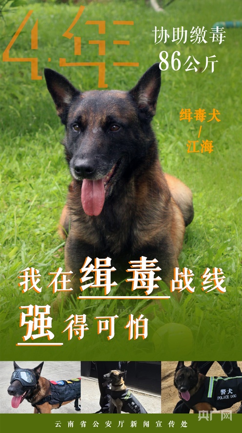 芒果视频永不失联 判断是芒果否是当前网络问题