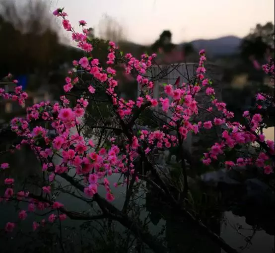 爱丽丝梦游疯狂茶会