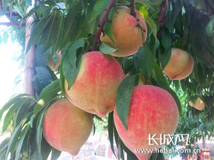 关于爱电影在线 务必警惕山寨和盗版网站