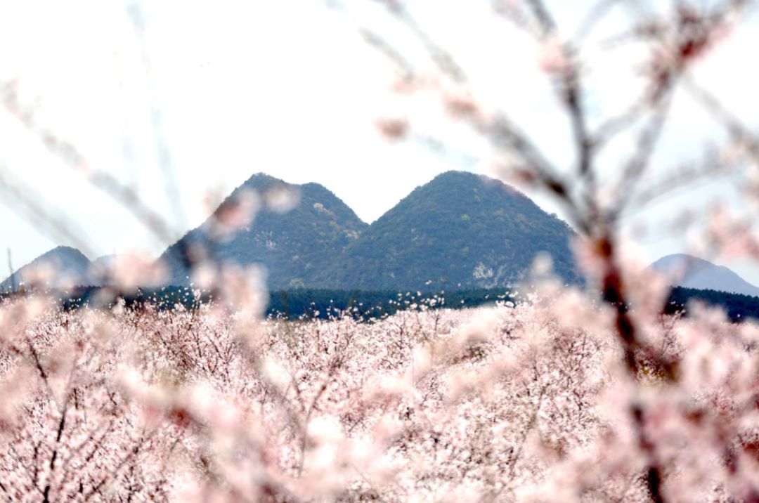 昭和时代在线观看