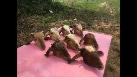 GTV破解版免费版下载安装 载安装无可靠客户服务