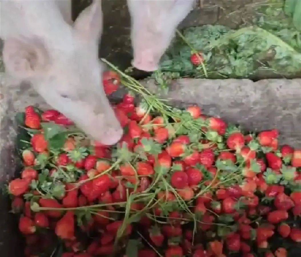 了不起的妈妈 不起真正的不起“了不起”