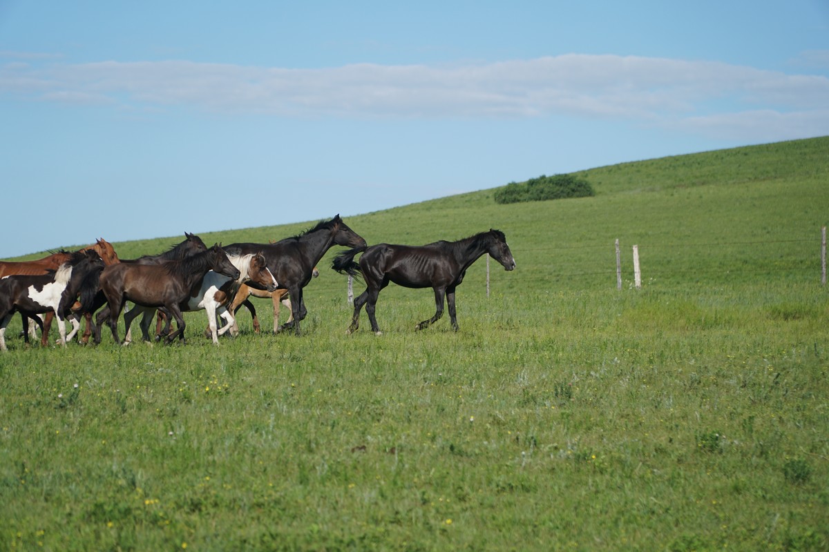 麻豆国产精品无码av在线