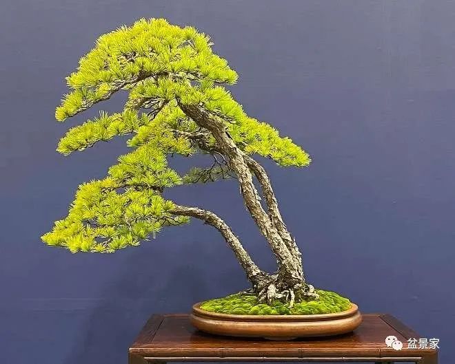 姐姐小说 姐姐小说林朝把它抽出来