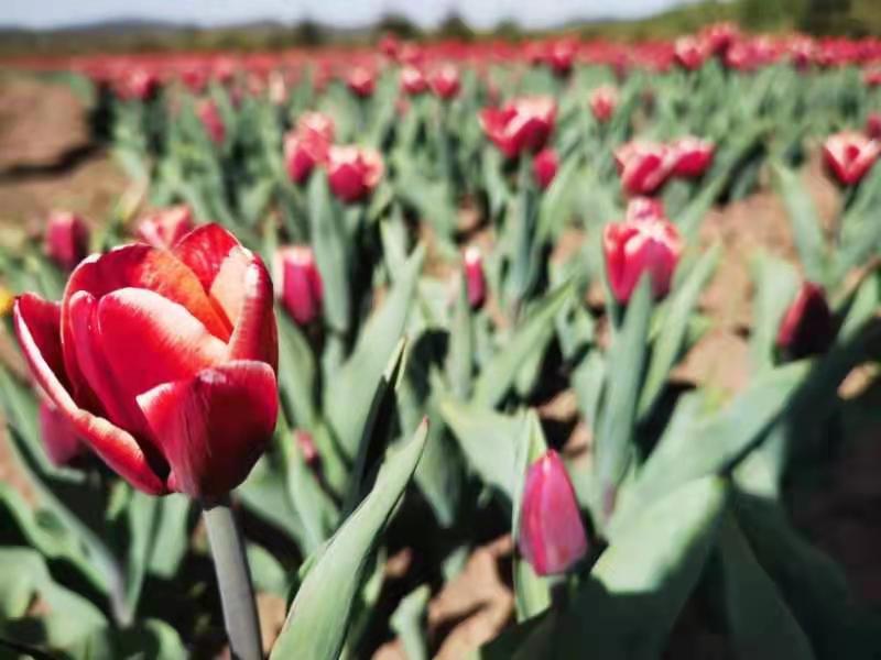 亚洲精品国产三级在线