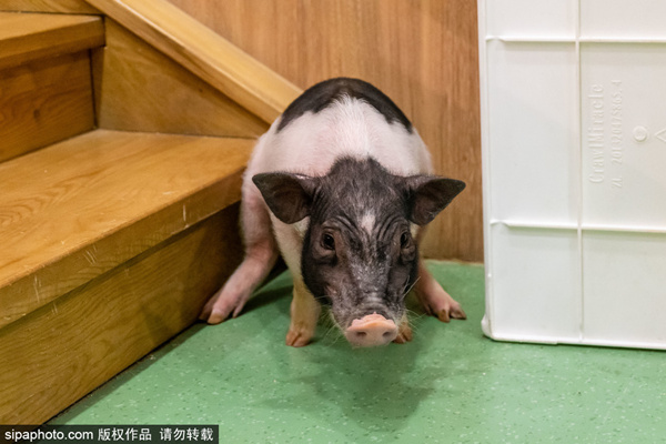 啄木鸟军官 我非常乐意为你提供帮助